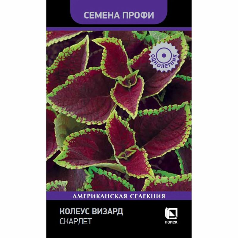 Колеус ВИЗАРД СКАРЛЕТ 10шт. (Поиск)