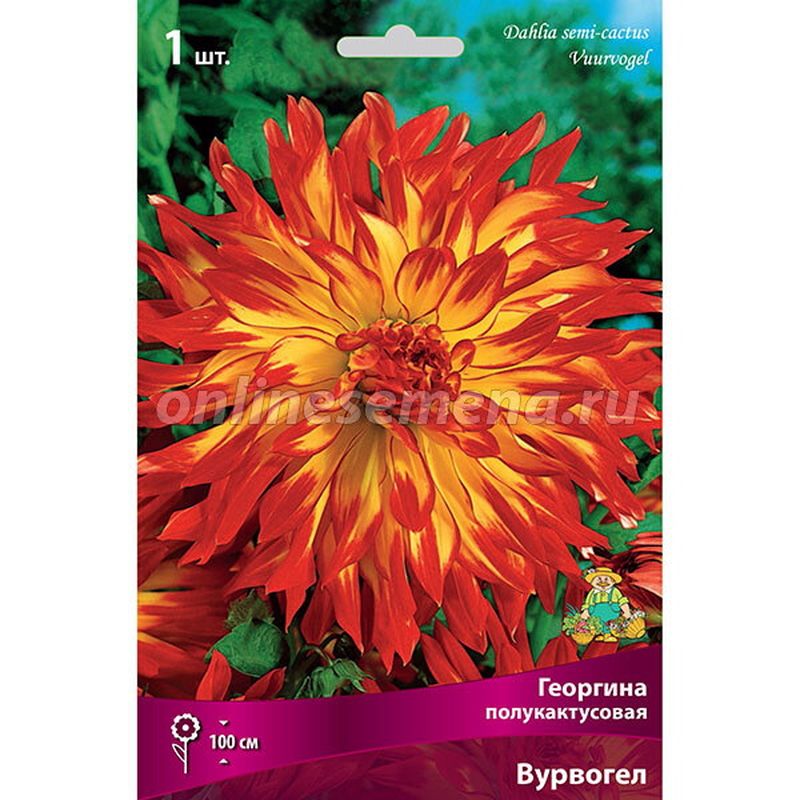 Георгина ВУРВОГЕЛ полукактусовая 1шт. Поиск