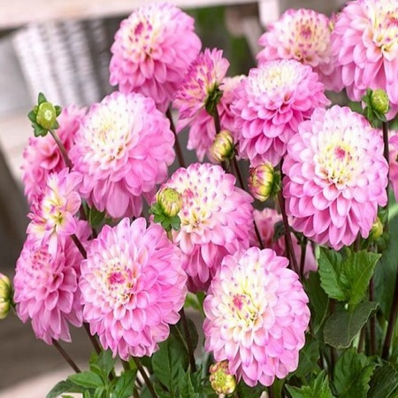 Георгина ПРИНЦЕССА ЛЕТИЦИЯ декоративная 1шт. Поиск