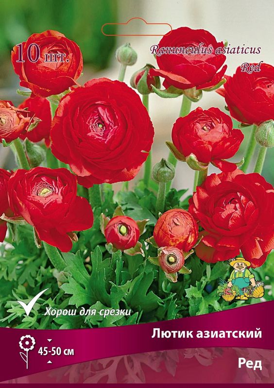 Лютик азиатский РЕД 10шт. Поиск