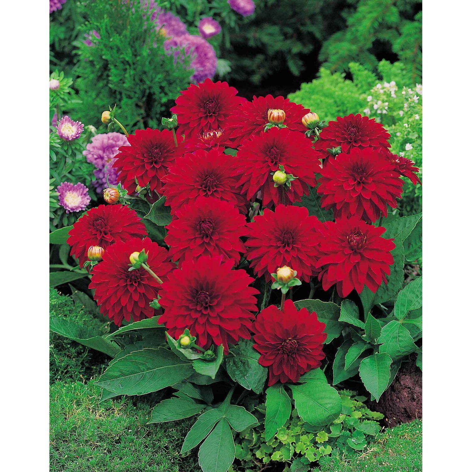 Георгина МЕЛОДИ БОЛЕРО декоративная 1шт. Поиск