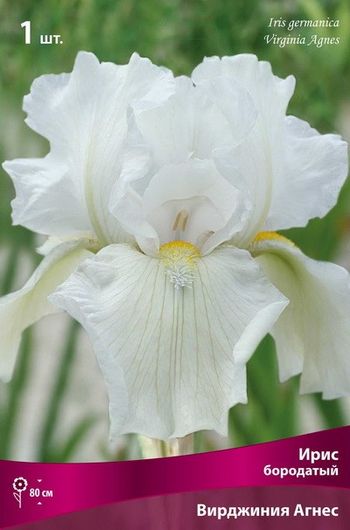 Ирис бородатый ВИРДЖИНИЯ АГНЕС (нежно-белый) 1шт. Поиск