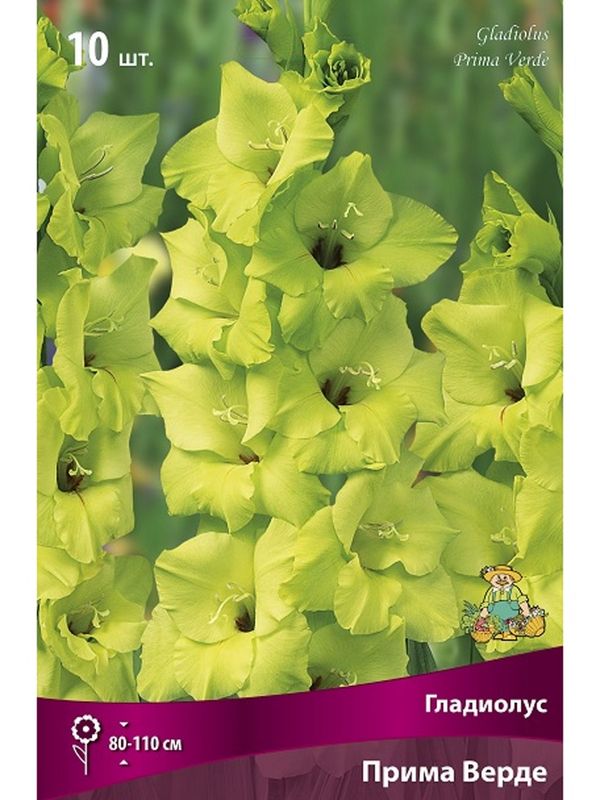 Гладиолус ПРИМА ВЕРДЕ 10шт. Поиск