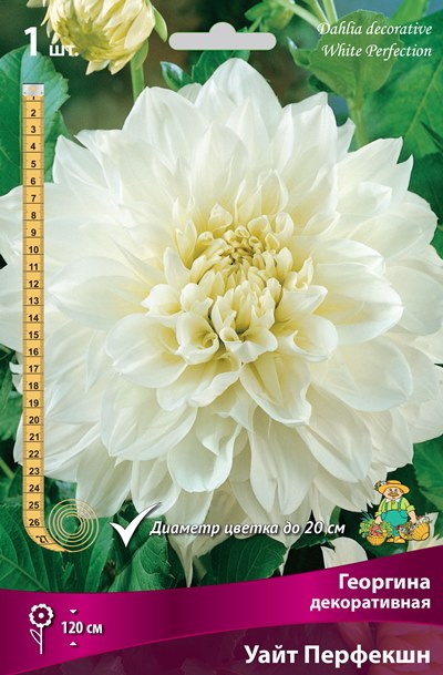 Георгина УАЙТ ПЕРФЕКШН декоративная 1шт. Поиск