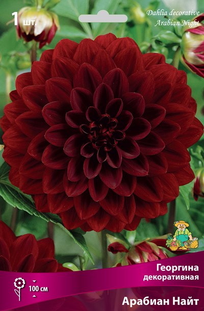 Георгина АРАБИАН НАЙТ декоративная 1шт. Поиск