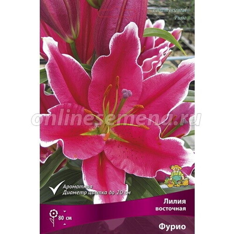 Лилия Восточная ФУРИО 5 шт Поиск