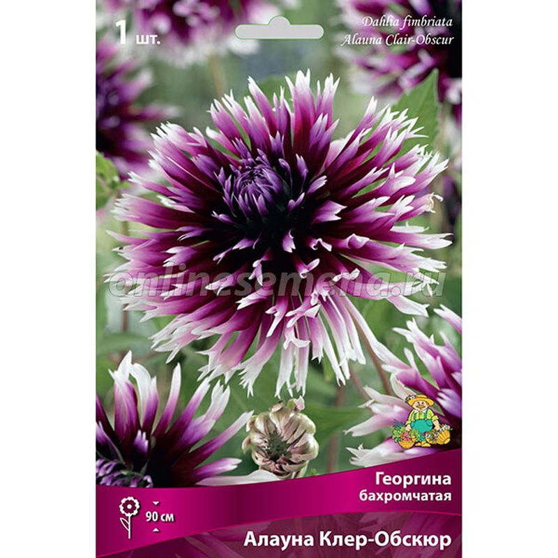 Георгина АЛАУНА КЛЕР-ОБСКЮР бахромчатая 1шт. Поиск