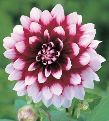 Георгина ДУЭТ декоративная 1шт. Поиск