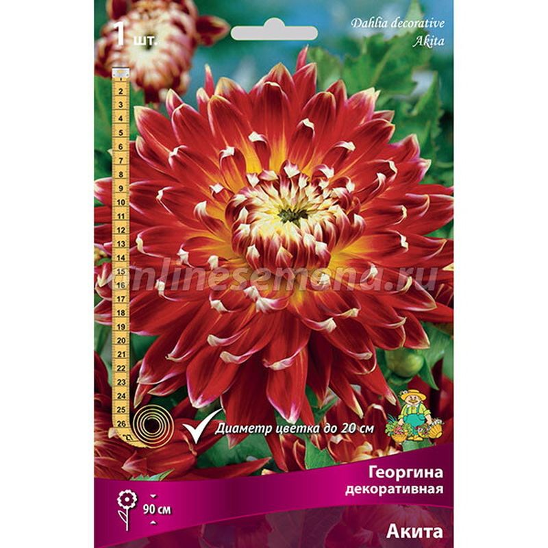 Георгина АКИТА декоративная 1шт. Поиск