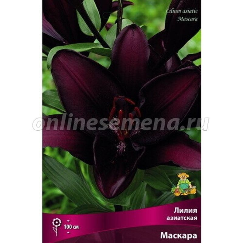 Лилия Азиатская МАСКАРА 3шт. Поиск