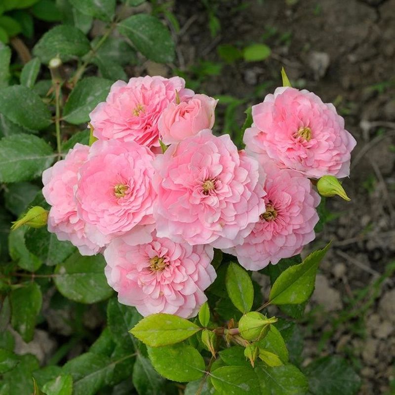 Роза спрей ФРЕЙЛЕН ДЭНС Садовита