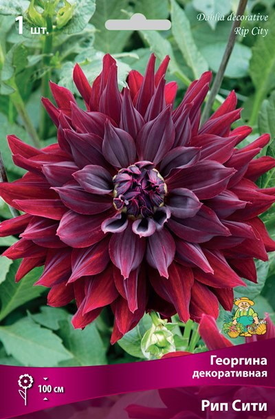 Георгина РИП СИТИ декоративная 1шт. Поиск
