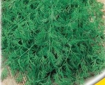 Укроп ПОБЕДИТЕЛЬ 2гр. (Поиск)