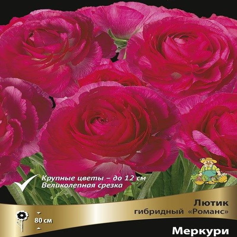 Лютик гибридный РОМАНС МЕРКУРИЙ Поиск