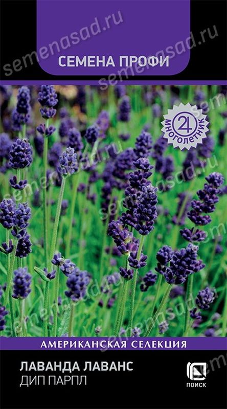 Лаванда ЛАВАНС ДИП ПАРПЛ 10шт. многолетник (Поиск)
