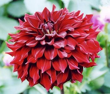 Георгина МИНГУС АЛЕКС (насыщенно-бордовый) 1шт. Поиск