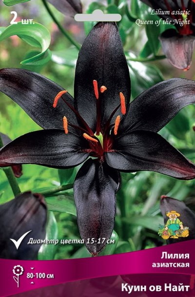 Лилия Азиатская КУИН ОВ НАЙТ 3 шт  Поиск