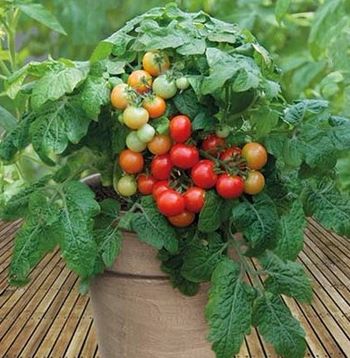 Томат КРАСНАЯ ШАПОЧКА 5шт. (Поиск)