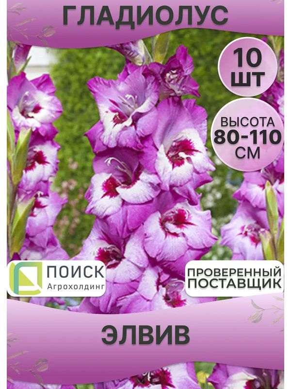 Гладиолус ЭЛВИВ 10шт. Поиск