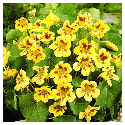 Настурция низкорослая ПИЧ МЕЛБА  1 гр (Поиск)