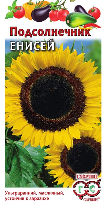 Подсолнечник ЕНИСЕЙ 10гр. (Гавриш)