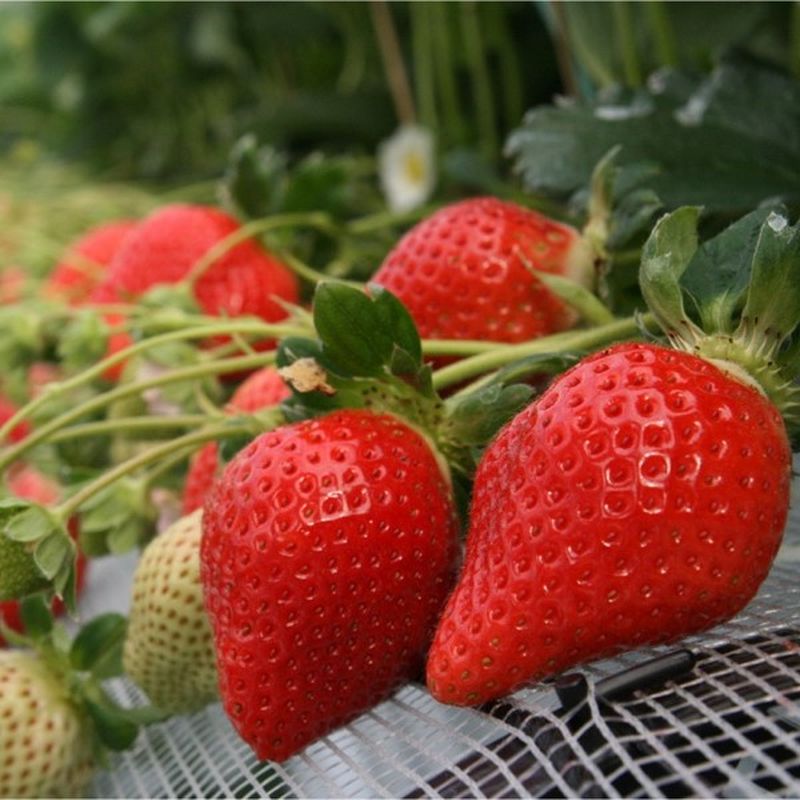 Земляника садовая АЛИНА ОСП