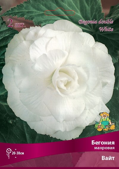 Бегония махровая ВАЙТ 1шт. Поиск