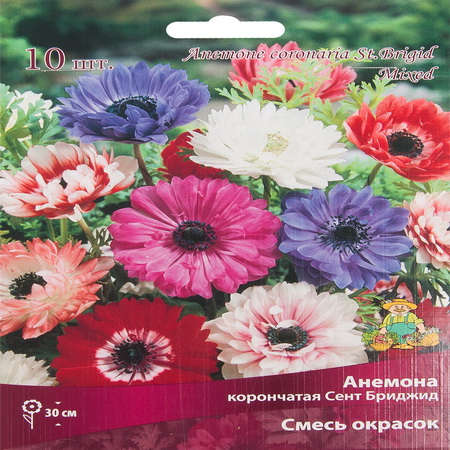 Анемона корончатая СЕНТ БРИДЖИД Смесь окрасок 10шт. Поиск