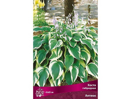 Хоста гибридная АНТИОХ Поиск