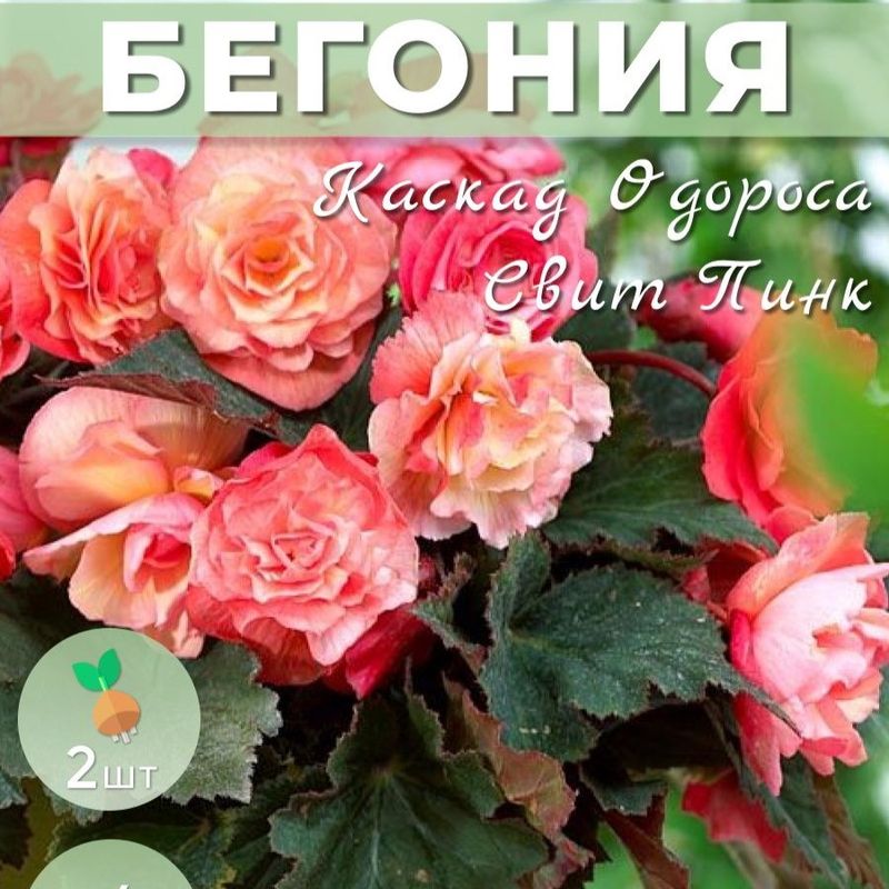 Бегония Каскад ОДОРОСА СВИТ ПИНК 2шт. Поиск