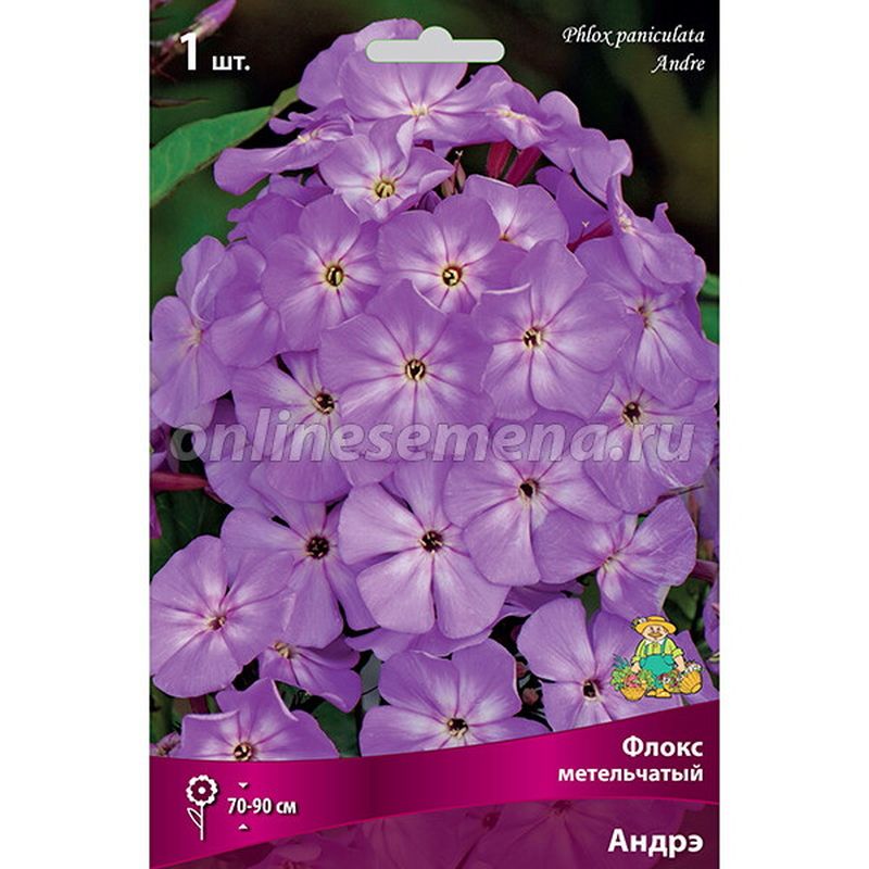 Флокс метельчатый АНДРЭ 1шт. Поиск