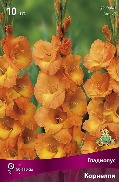 Гладиолус КОРНЕЛЛИ 10шт. Поиск