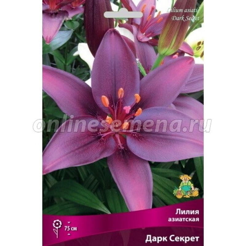 Лилия Азиатская ДАРК СЕКРЕТ 3 шт  Поиск