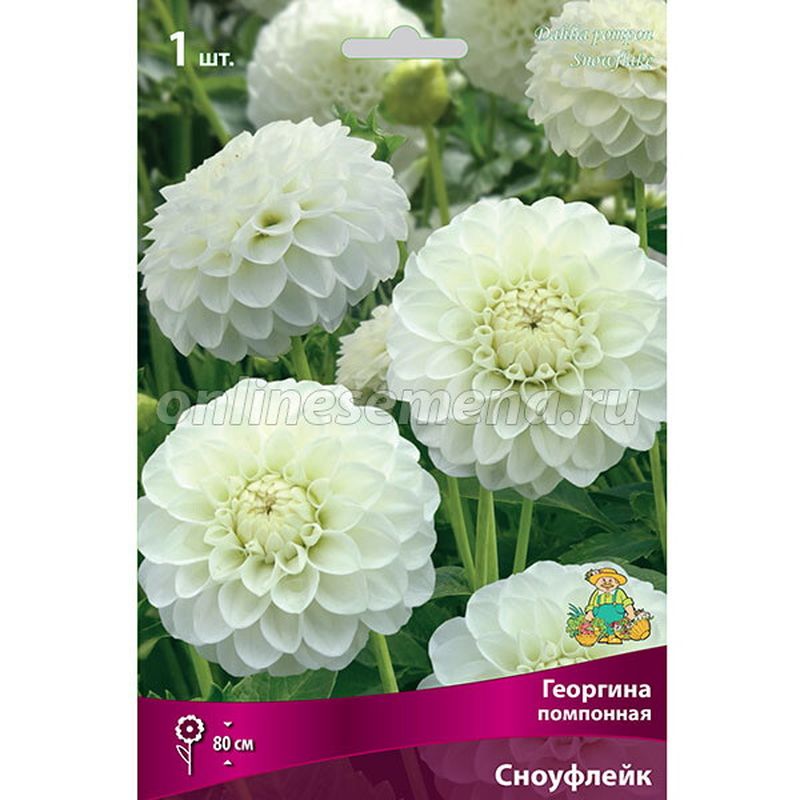 Георгина СНОУФЛЕЙК помпонная 1шт. Поиск