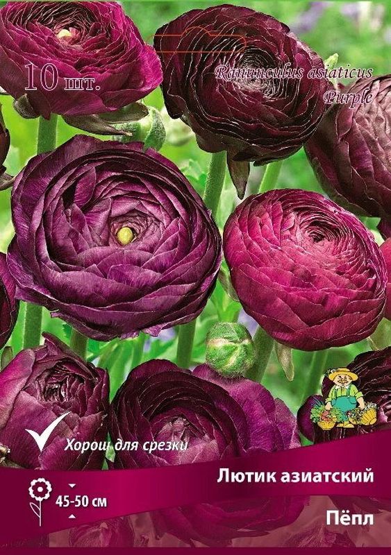 Лютик азиатский ПЁПЛ 10шт. Поиск