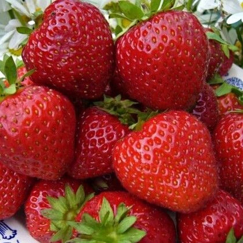 Земляника садовая СЛАДКОЕЖКА (ремонтантная) ОСП