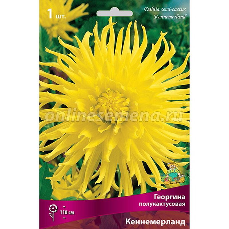 Георгина КЕННЕМЕРЛАНД полукактусовая 1шт. Поиск
