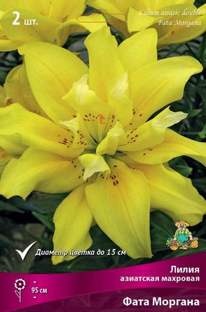 Лилия Азиатская ФАТА МОРГАНА махровая 3шт. Поиск