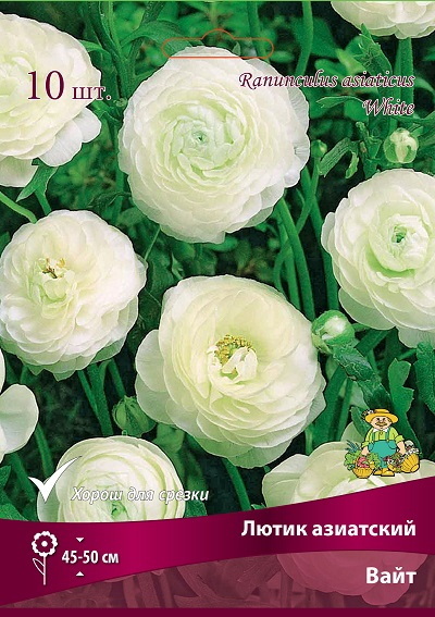 Лютик азиатский ВАЙТ 10шт. Поиск
