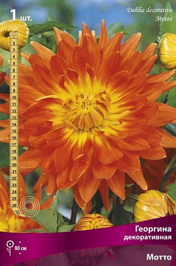 Георгина МОТТО декоративная 1шт. Поиск