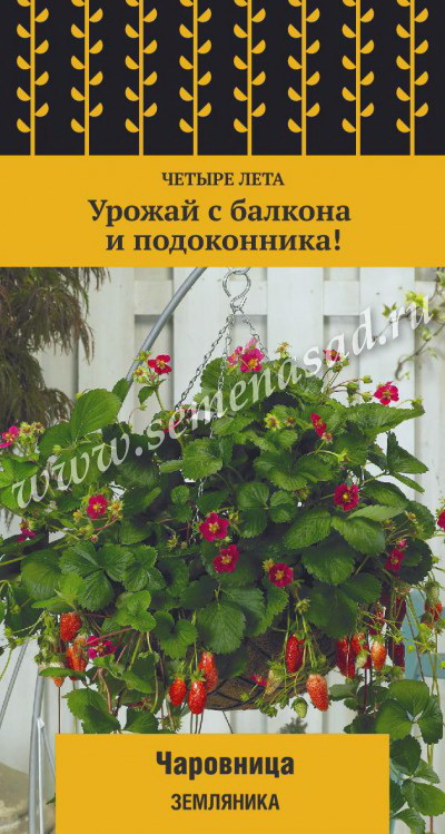 Земляника ЧАРОВНИЦА 5шт. (Поиск)
