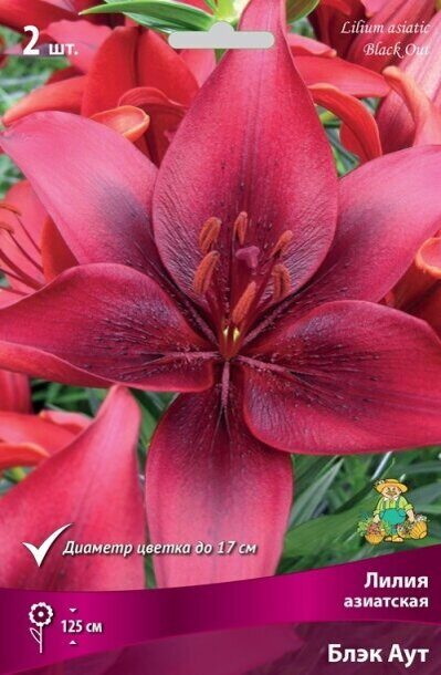Лилия Азиатская БЛЭК АУТ 3 шт  Поиск