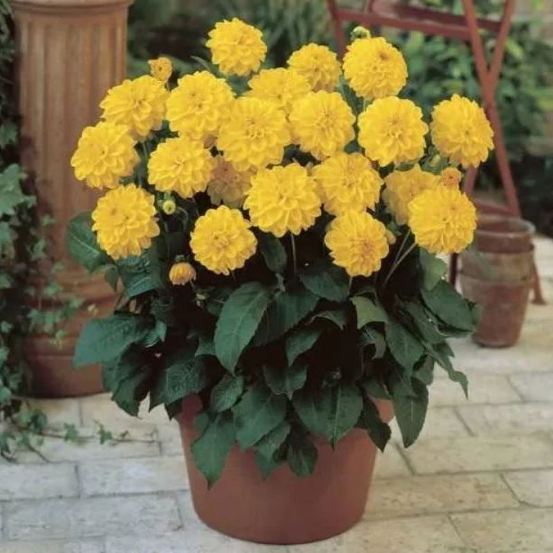 Георгина СИСА декоративная 1шт. Поиск