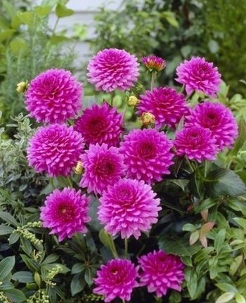 Георгина КЛОДЕТТ декоративная 1шт. Поиск