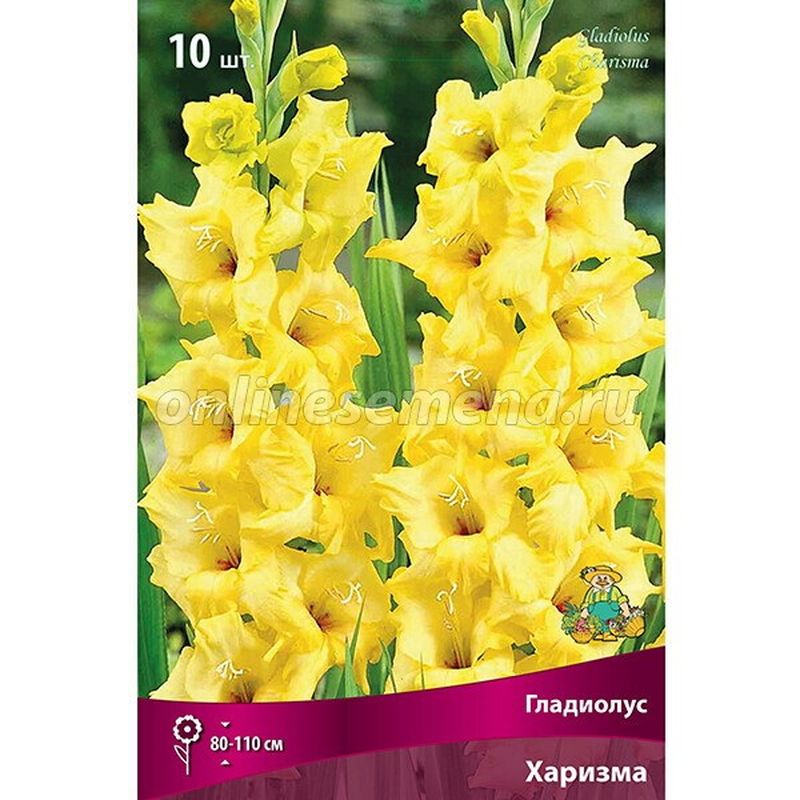 Гладиолус ХАРИЗМА 10шт. Поиск