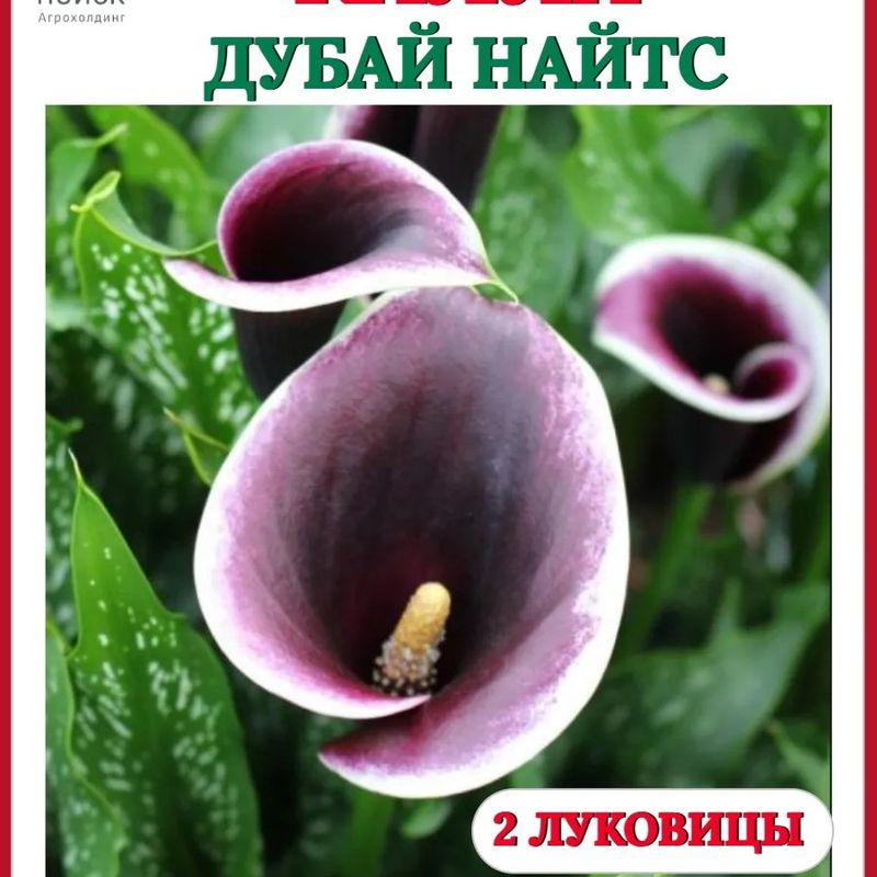 Калла ДУБАЙ НАЙТС 2шт. Поиск