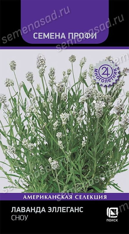 Лаванда ЭЛЛЕГАНС СНОУ 10шт. многолетник (Поиск)
