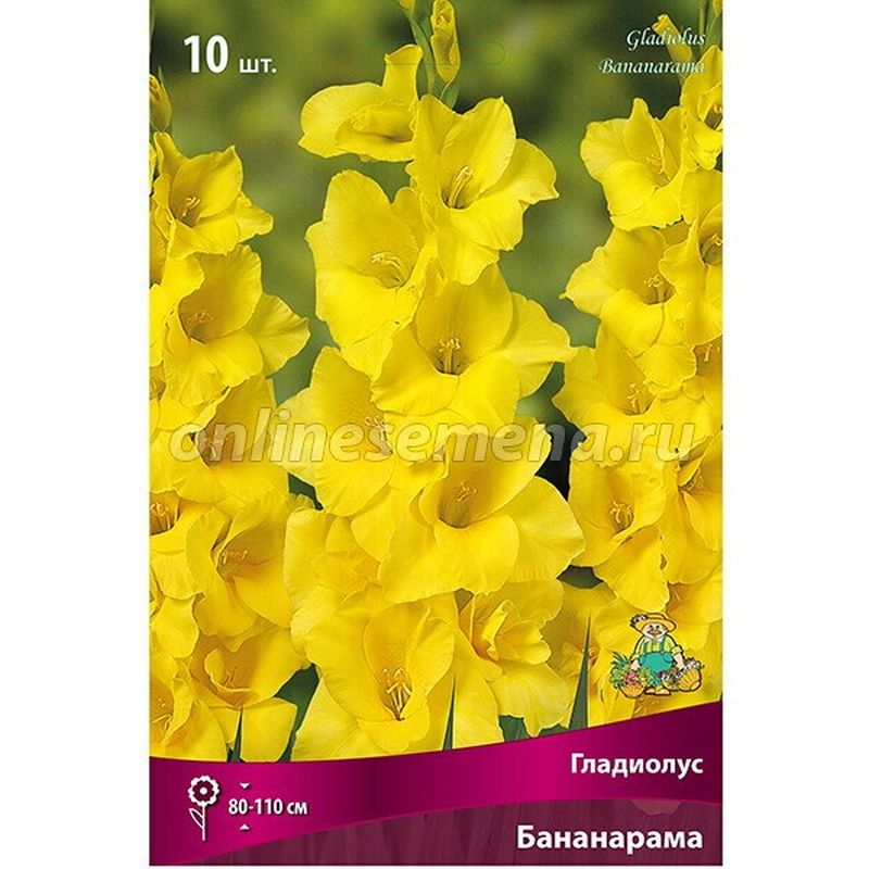 Гладиолус БАНАНАРАМА 10шт. Поиск