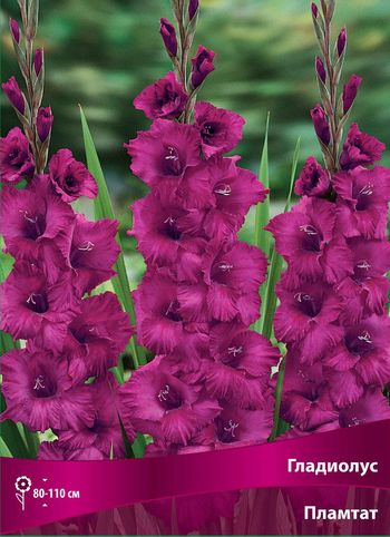 Гладиолус ПЛАМТАТ (пурпурно-фиолетовый, бархатистый, концы лепестков сложены в складку) 10шт. Поиск