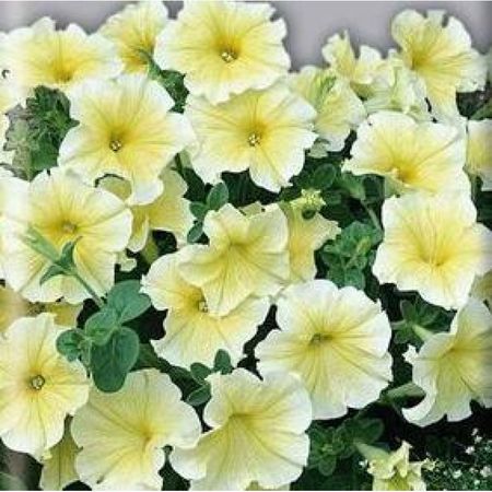 Петуния грандифлора Дольче Лимонселло  10шт. (Поиск)